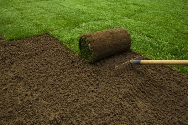 Bentgrass Sod Installation