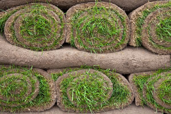 Lawn Turf Replacement