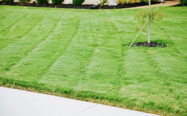 Kentucky Bluegrass Sod Service