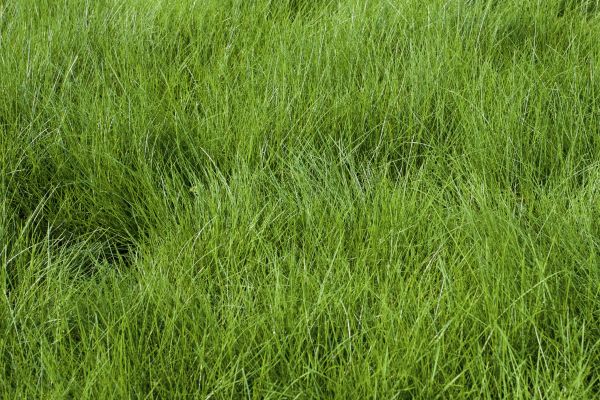 Bentgrass Sod Installation