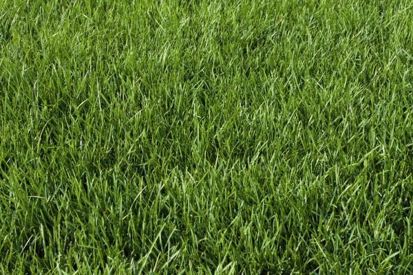 Kentucky Bluegrass Replacement