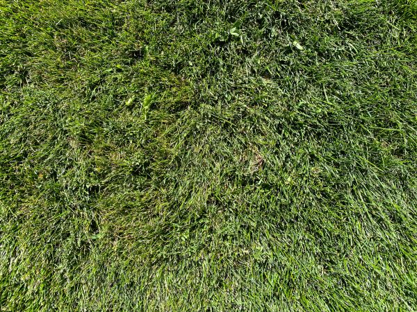 Kentucky Bluegrass Service