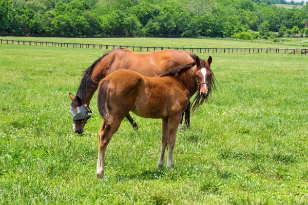 Kentucky Bluegrass Service